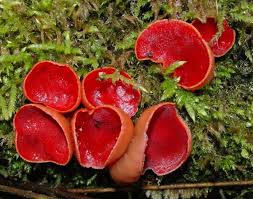 Attēlu rezultāti vaicājumam “Sarcoscypha austriaca var. lutea”