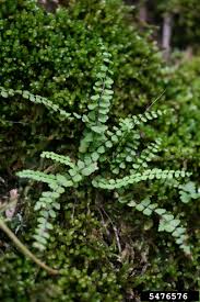 Attēlu rezultāti vaicājumam “Asplenium trichomanes”