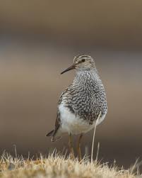 Image result for Calidris melanotos