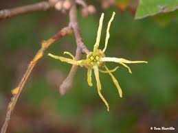 Attēlu rezultāti vaicājumam “Hamamelis virginiana bud”