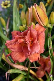 Image result for Hemerocallis `Moses Fire`