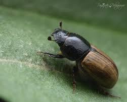 Attēlu rezultāti vaicājumam “Aphodius sp. imago”