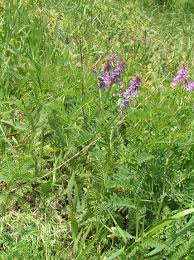 Attēlu rezultāti vaicājumam “Vicia tenuifolia flower”