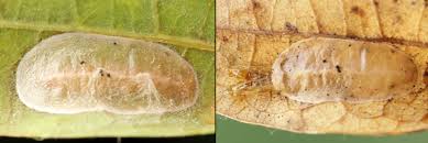 Attēlu rezultāti vaicājumam “Caloptilia alchimiella”