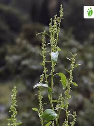 Attēlu rezultāti vaicājumam “Atriplex calotheca flower”