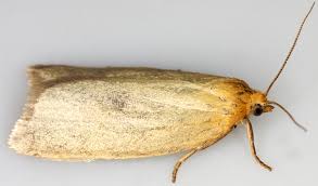 Attēlu rezultāti vaicājumam “Aphelia paleana”