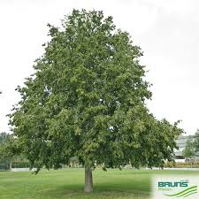 Attēlu rezultāti vaicājumam “Corylus colurna”