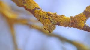 Attēlu rezultāti vaicājumam “Caloplaca scopularis”