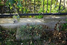 Attēlu rezultāti vaicājumam “Koeleria glauca”