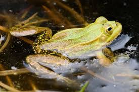 Attēlu rezultāti vaicājumam “Pelophylax adult”
