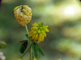 Attēlu rezultāti vaicājumam “Trifolium aureum”
