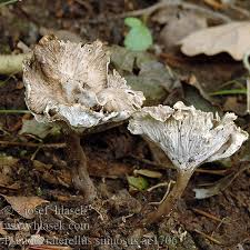 Attēlu rezultāti vaicājumam “Pseudocraterellus”