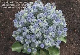 Image result for Eryngium `Blue Hobbit`