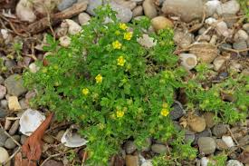 Attēlu rezultāti vaicājumam “Potentilla supina”