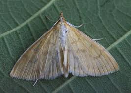 Attēlu rezultāti vaicājumam “Paratalanta hyalinalis”