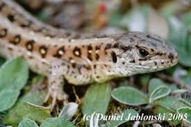 Attēlu rezultāti vaicājumam “Lacerta agilis female”
