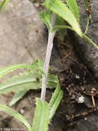 Attēlu rezultāti vaicājumam “Carlina biebersteinii leaf”