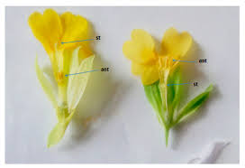 Attēlu rezultāti vaicājumam “Primula veris flower”