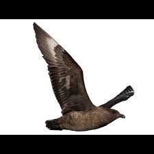Image result for Stercorarius skua