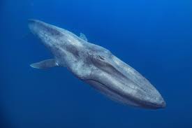 Image result for Balaenoptera musculus