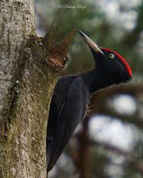 Attēlu rezultāti vaicājumam “Dryocopus martius”