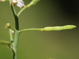 Attēlu rezultāti vaicājumam “Cardaminopsis arenosa fruit”