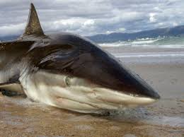 Image result for Carcharhinus brachyurus