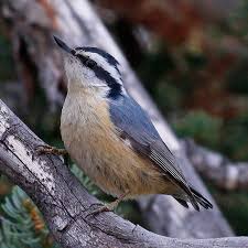 Image result for Sitta canadensis