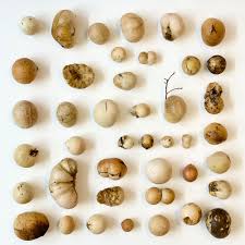 Attēlu rezultāti vaicājumam “gall”