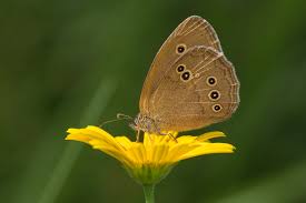 Attēlu rezultāti vaicājumam “Aphantopus hyperantus”