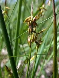 Attēlu rezultāti vaicājumam “Carex pulicaris”
