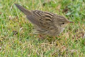 Image result for Locustella lanceolata