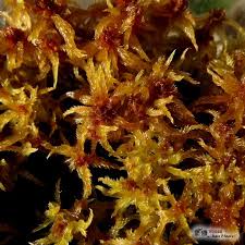 Attēlu rezultāti vaicājumam “Sphagnum contortum”