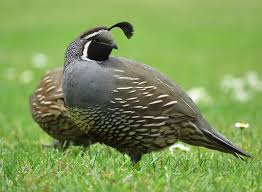 Attēlu rezultāti vaicājumam “Caloplaca scopularis”