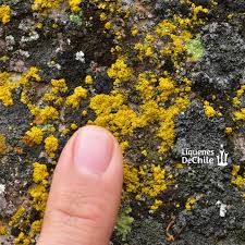 Attēlu rezultāti vaicājumam “Candelariella sp.”