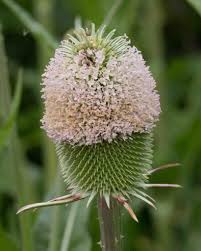 Attēlu rezultāti vaicājumam “Dipsacaceae”