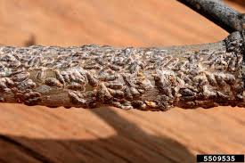 Attēlu rezultāti vaicājumam “Lepidosaphes ulmi”