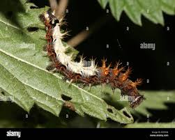 Attēlu rezultāti vaicājumam “Polygonia c-album larva”