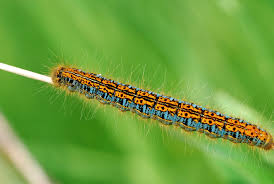 Attēlu rezultāti vaicājumam “Malacosoma castrensis male”