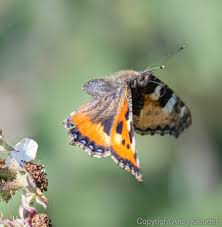 Attēlu rezultāti vaicājumam “Aglais urticae”