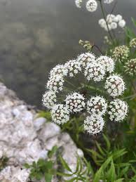 Attēlu rezultāti vaicājumam “Cicuta virosa leaf”