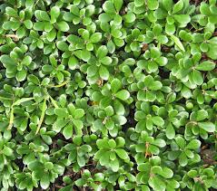 Attēlu rezultāti vaicājumam “Oenothera rubricauli leaf”