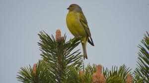 Image result for Carduelis citrinella