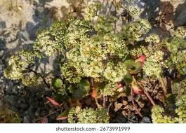 Attēlu rezultāti vaicājumam “Hylotelephium maximum flower”