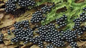 Attēlu rezultāti vaicājumam “Cribraria argillacea”