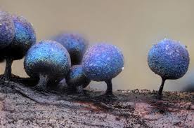 Attēlu rezultāti vaicājumam “Stemonitidaceae”