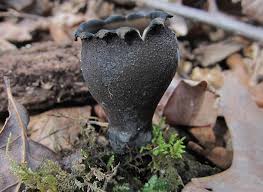 Attēlu rezultāti vaicājumam “Craterium sp.”