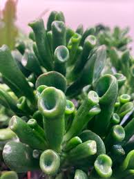 Image result for Crassula hobbit