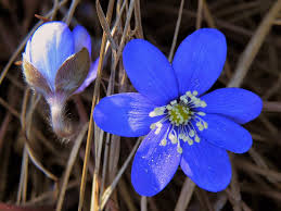 Attēlu rezultāti vaicājumam “Hepatica nobilis flower”