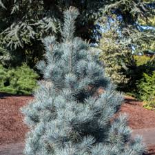 Attēlu rezultāti vaicājumam “Pinus peuce”